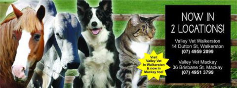 ONeil Cameron Dr Valley Vet Surgery - VETS Brisbane 3