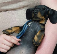 Pert Perry  Evans Veterinary Surgeons - VETS Brisbane