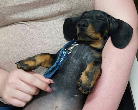 Pert Perry & Evans Veterinary Surgeons - VETS Brisbane 0