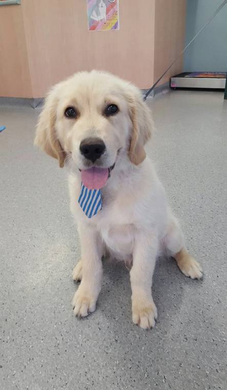 Pert Perry & Evans Veterinary Surgeons - VETS Brisbane 1