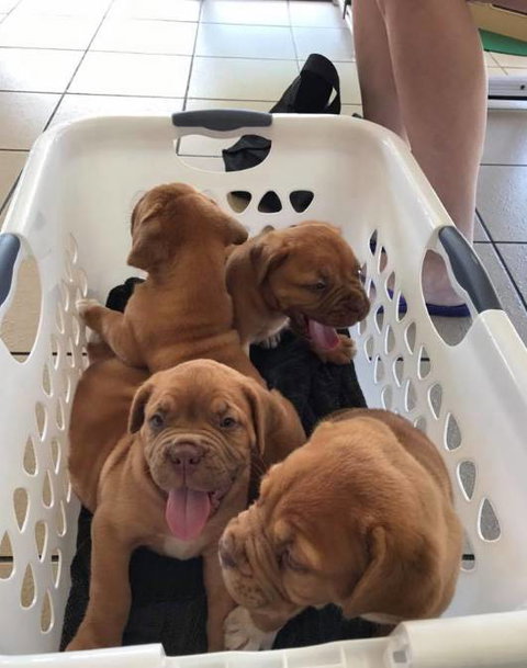 Pert Perry & Evans Veterinary Surgeons - VETS Brisbane 2