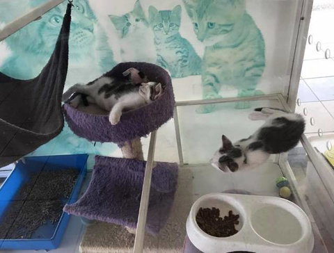 Pert Perry & Evans Veterinary Surgeons - VETS Brisbane 3