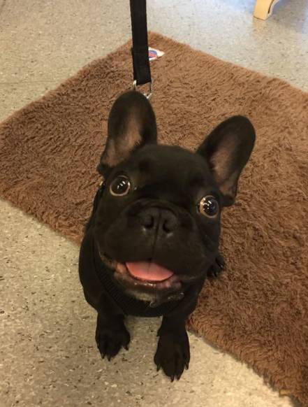 Pert Perry & Evans Veterinary Surgeons - VETS Brisbane 4