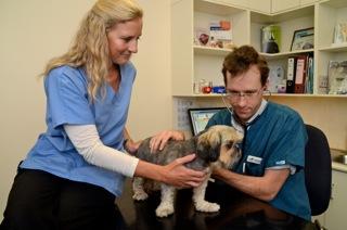 Stapleton Tim Dr - VETS Brisbane 1