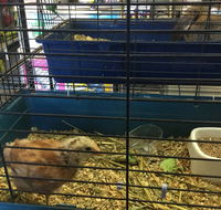 Pets R Us Raymond Terrace - VETS Brisbane