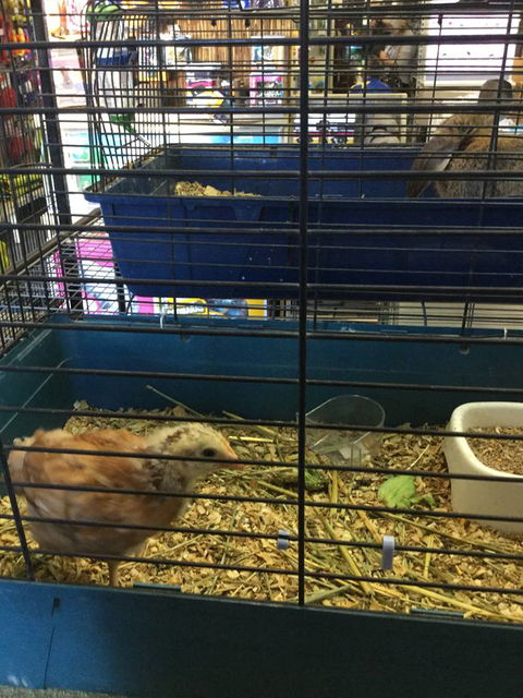 Pets R Us Raymond Terrace - VETS Brisbane 0