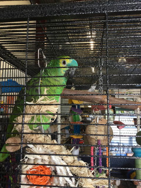 Pets R Us Raymond Terrace - VETS Brisbane 1