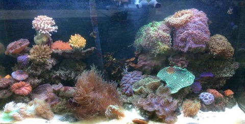 Rocky Pet World - VETS Brisbane 0