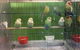 Rocky Pet World - thumb 4