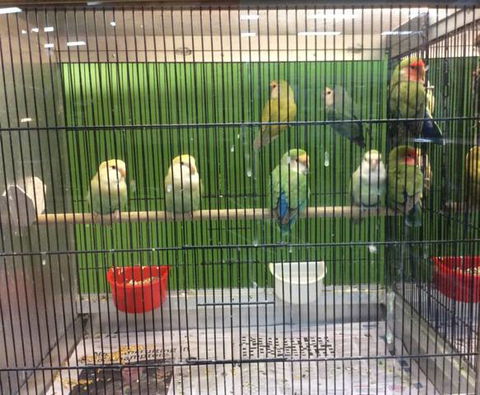 Rocky Pet World - VETS Brisbane 4