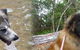Pets & Ponds - thumb 0