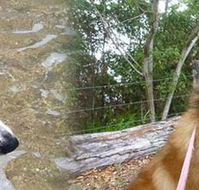 Pets  Ponds - VETS Brisbane