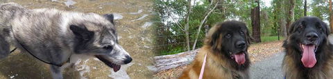 Pets & Ponds - VETS Brisbane 0
