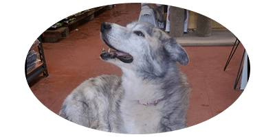 Pets & Ponds - VETS Brisbane 1