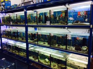 Pet Stop - VETS Brisbane 3