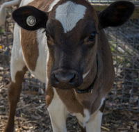 Radleys Farm Pet  Garden Supplies - VETS Brisbane