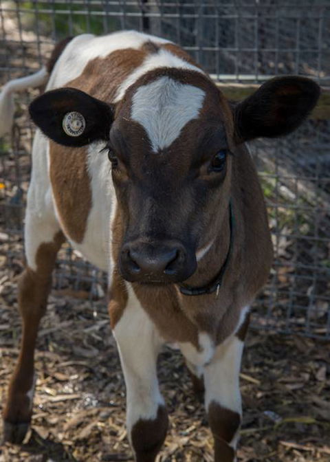 Radley’s Farm Pet & Garden Supplies - VETS Brisbane 0
