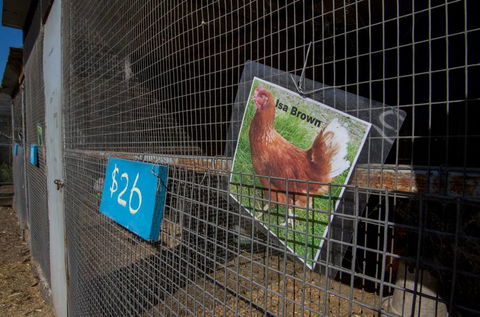 Radley’s Farm Pet & Garden Supplies - VETS Brisbane 2