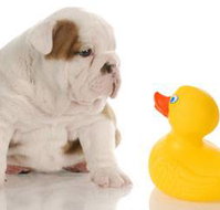 Margarets Dog Coats and Accessories - VETS Brisbane