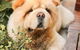 Margarets Dog Coats And Accessories - thumb 2