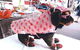Margarets Dog Coats And Accessories - thumb 3