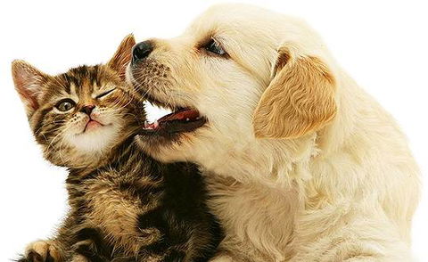 One Stop Pet Supplies - VETS Brisbane 0