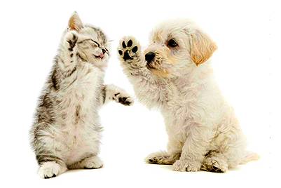 One Stop Pet Supplies - VETS Brisbane 1